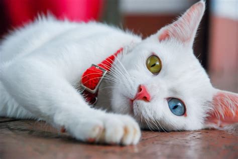 white cats with two different colored eyes|Why Do Some Cats Have Two Different Colored .